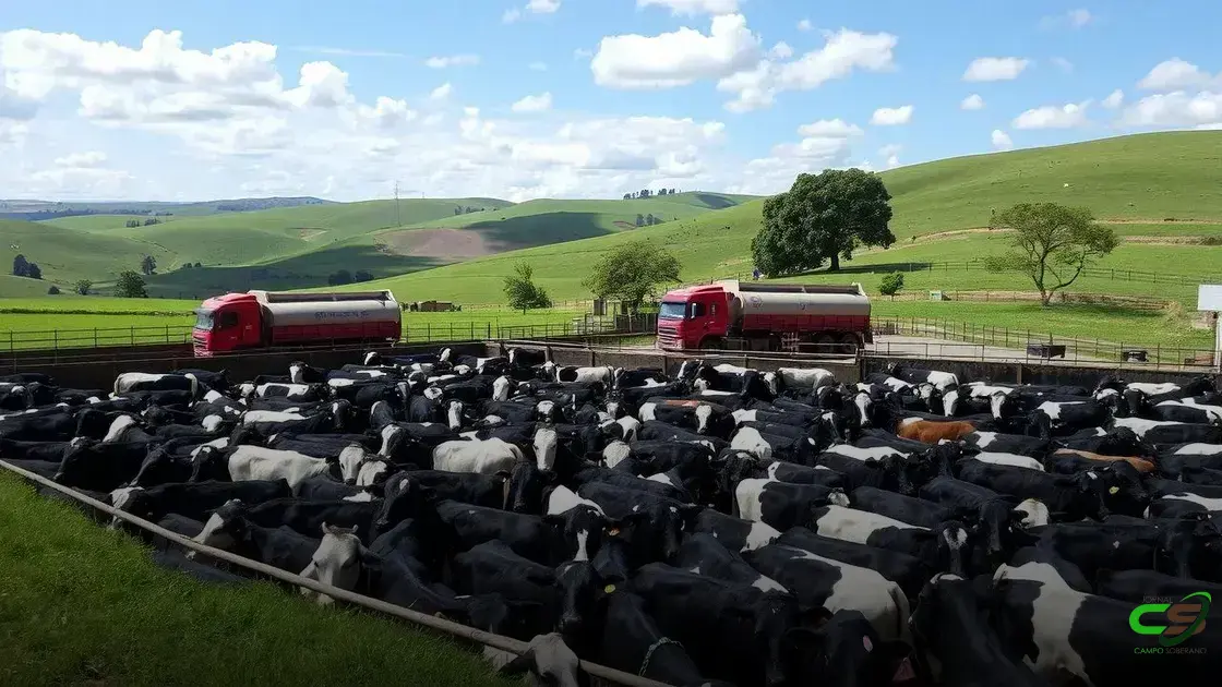 Mercado de reposição sofre queda nas cotações em praças-chave devido ao outono