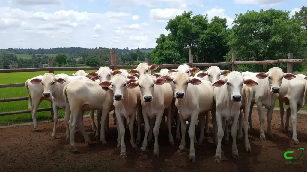 Mercado do boi: frigoríficos seguem retraídos apesar de aumento na oferta
