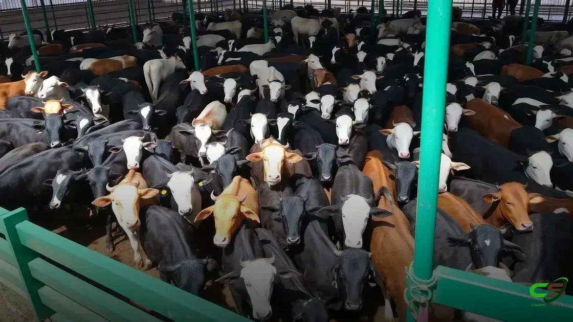 Mercado do Boi Gordo: Pressão Nos Preços Mesmo Com Exportações Recordes