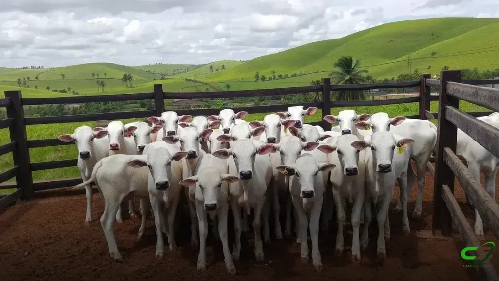 Mercado do boi registra demanda moderada e frigoríficos ficam retraídos