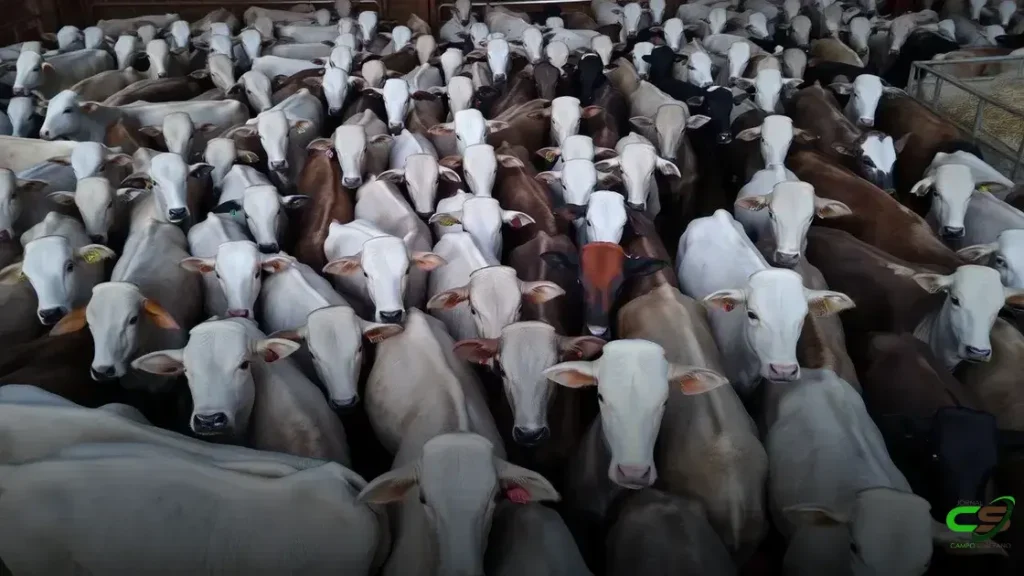 Novilhada precoce em MS: bônus acima de R$ 7,3 mil com acabamento impecável