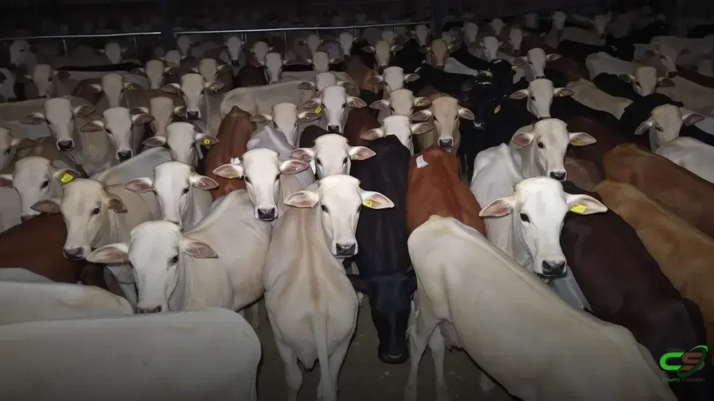 Novilhada Precoce em MS garante bônus superior a R$ 7,3 mil com excelente acabamento