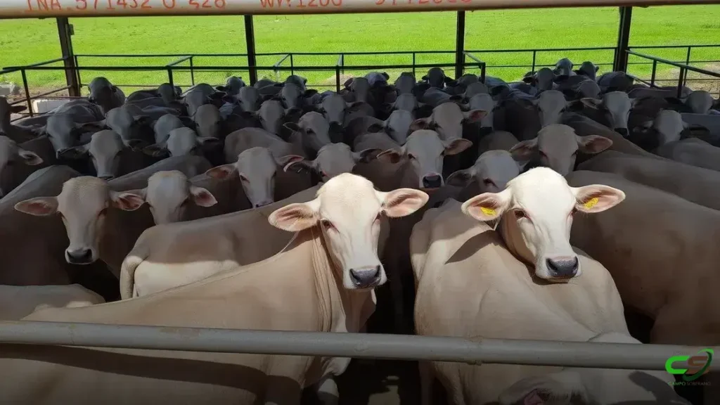 Novilhas de exportação se destacam em frigorífico de MT com protocolo rigoroso 2 Novilhas de exportação se destacam em frigorífico de MT com protocolo rigoroso