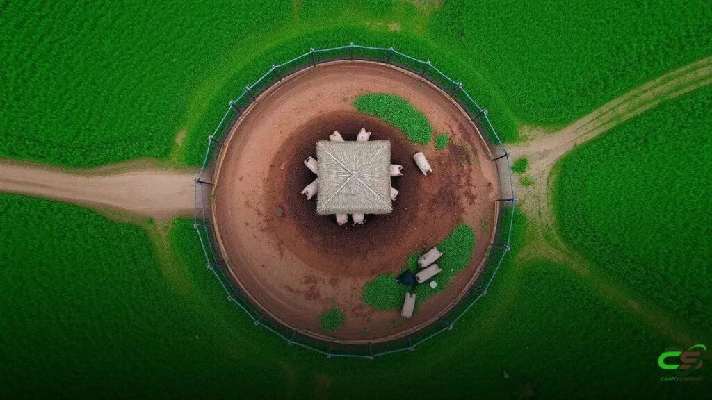 Operação desintrusiva retira gado ilegal de território indígena no Maranhão