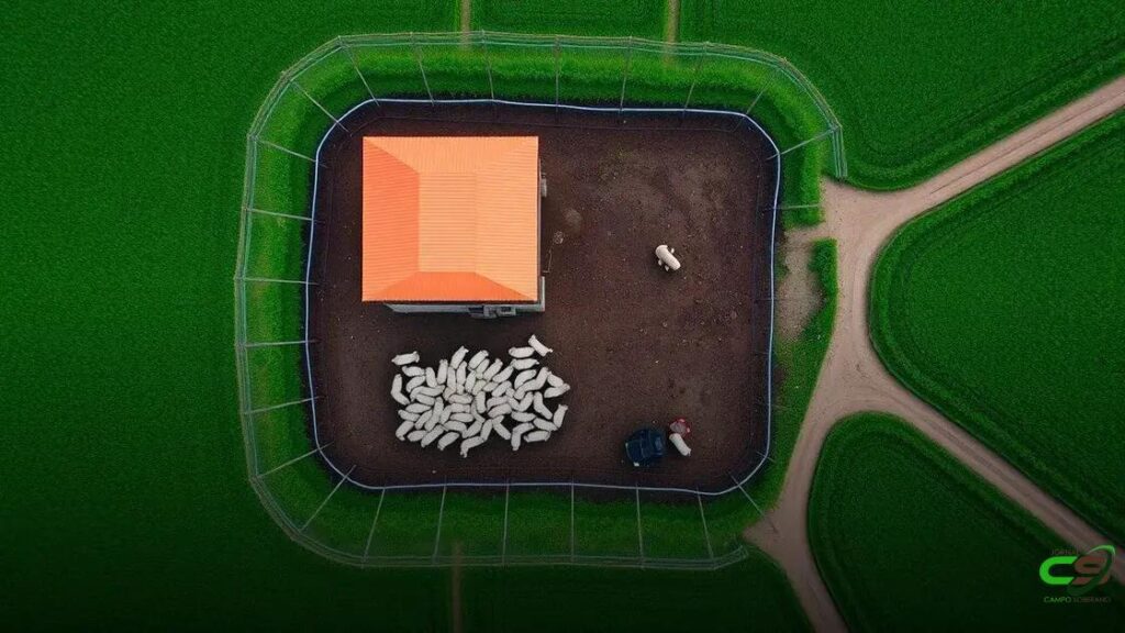 Operação retira gado criado ilegalmente em território indígena no Maranhão