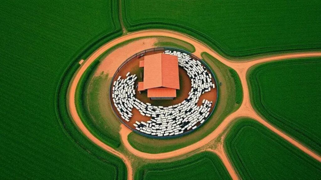 Operação retira gado criado ilegalmente em território indígena no Maranhão