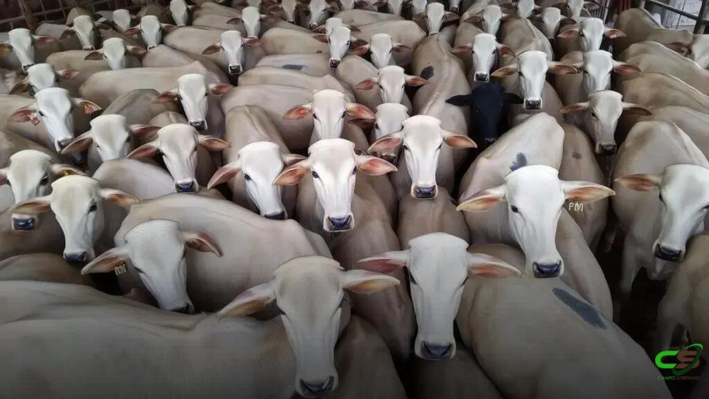 PMGZ Carne: A estratégia para transformar a pecuária e a genética bovina no Brasil 3 PMGZ Carne: A estratégia para transformar a pecuária e a genética bovina no Brasil