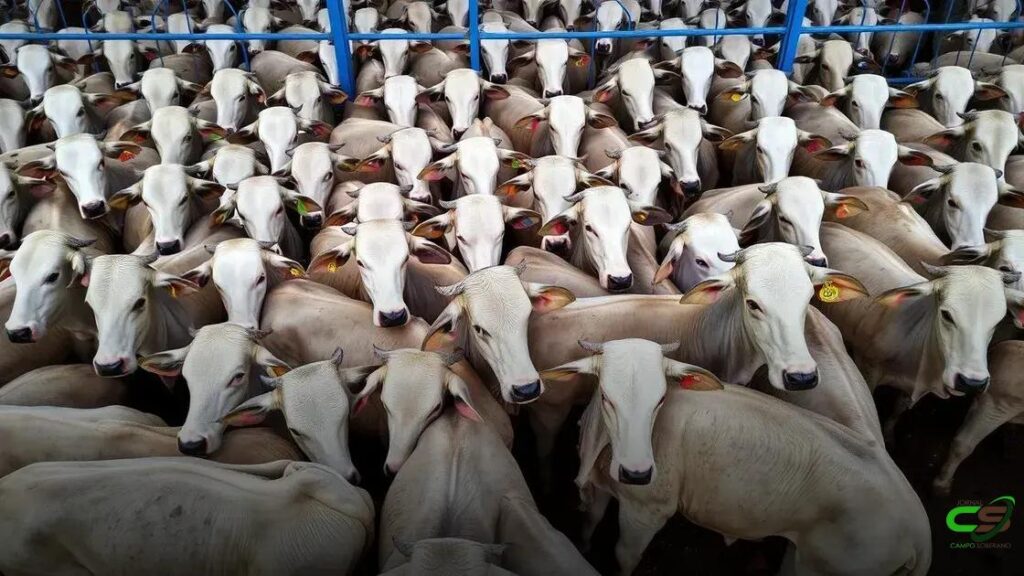 PMGZ Carne: a revolução genética que muda a pecuária e aumenta a produtividade