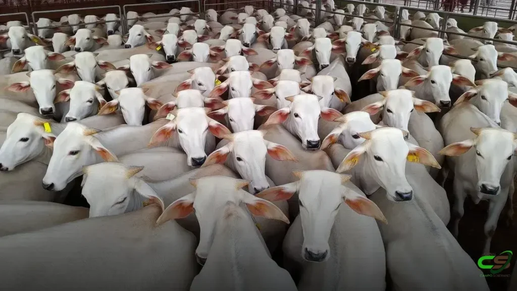 PMGZ Carne: A revolução genética que vai alavancar a pecuária brasileira