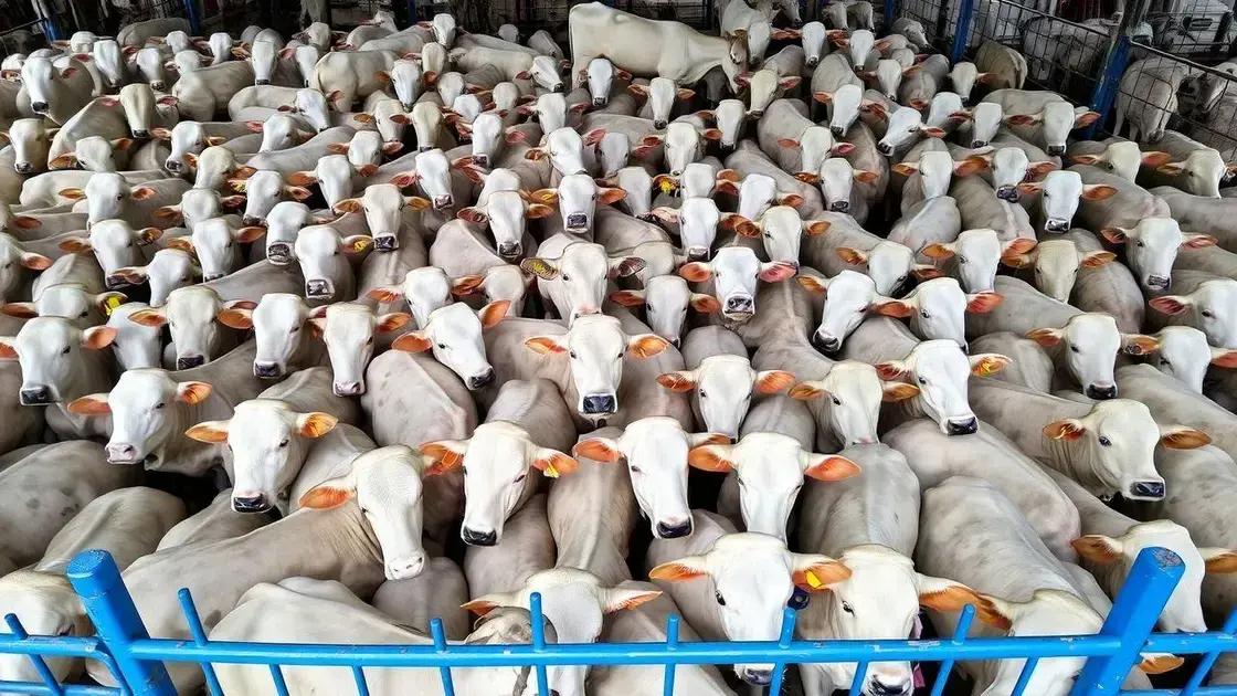 PMGZ Carne: revolução genética e tecnologia para melhorar a pecuária brasileira