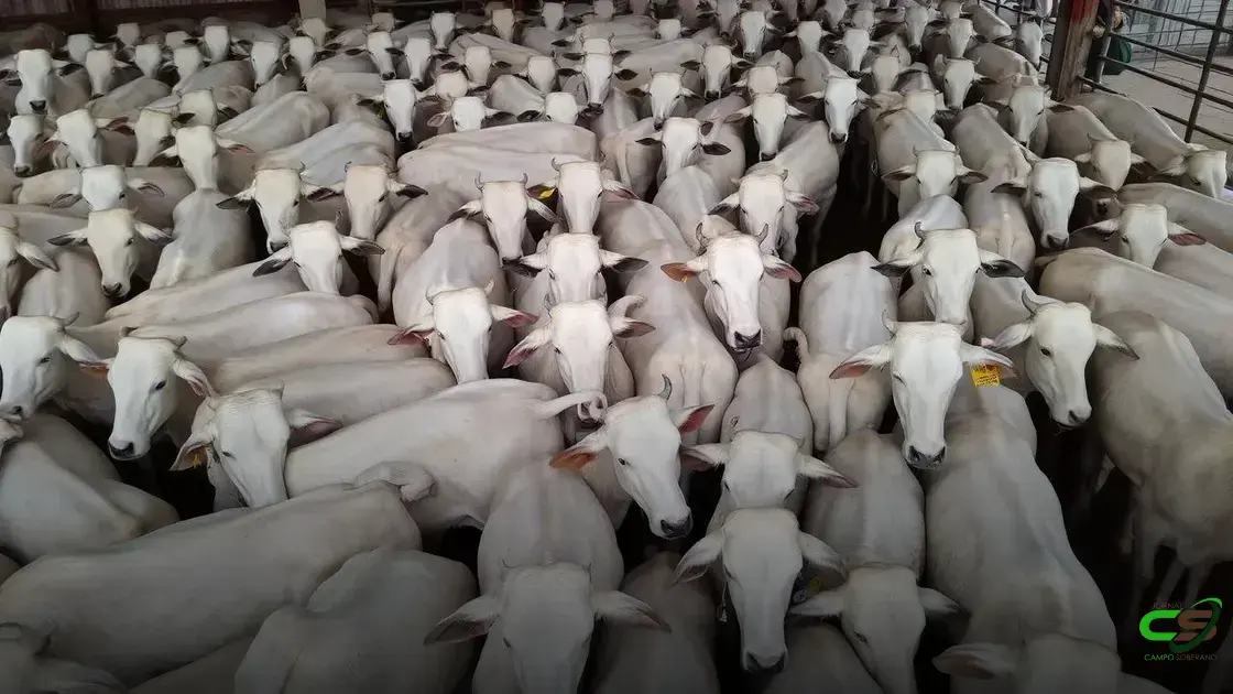 PMGZ Carne: Revolução na Melhoramento Genético do Gado Brasileiro