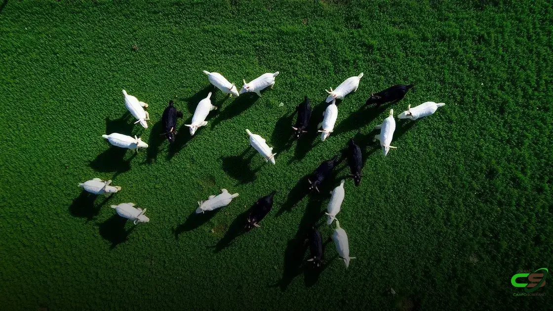 Preço do boi gordo, bezerro, milho e soja em abril de 2018 a 2025: análise e tendências