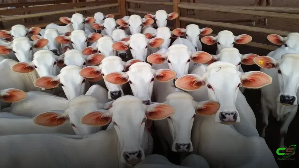 Preços do Boi Gordo em Queda, Mas Expectativa de Alta na Quinzena