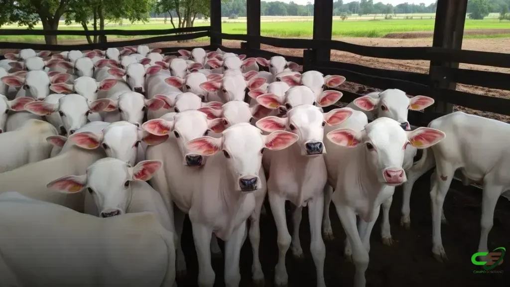Preços do boi gordo seguem em baixa; Mercado sente peso da sazonalidade e maior oferta