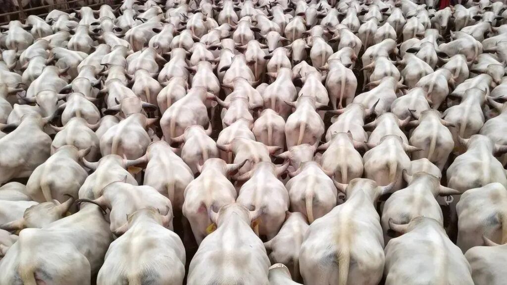 Produção de carne bovina em Mato Grosso pode crescer 7,5% até 2034