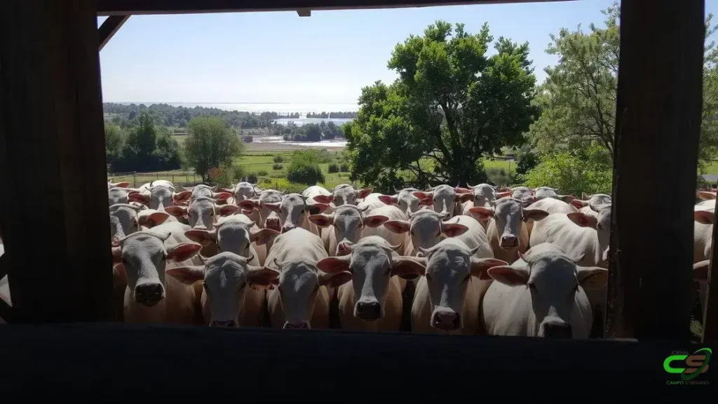 Produção global de ração animal cresce 1,2% em 2024, com Brasil em destaque