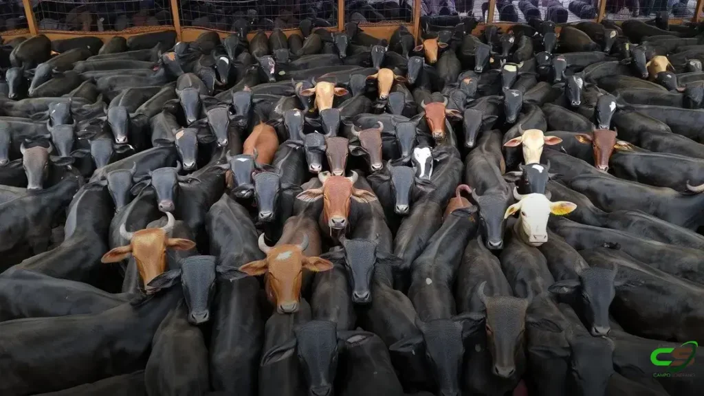 Rondônia brilha como celeiro de novilhas 1953 e de exportação para a China