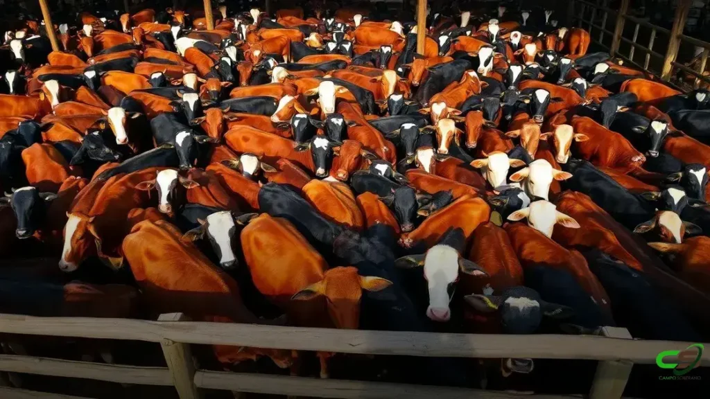 Santa Helena destaca genética avançada no gado Devon em MS 2 Santa Helena destaca genética avançada no gado Devon em MS