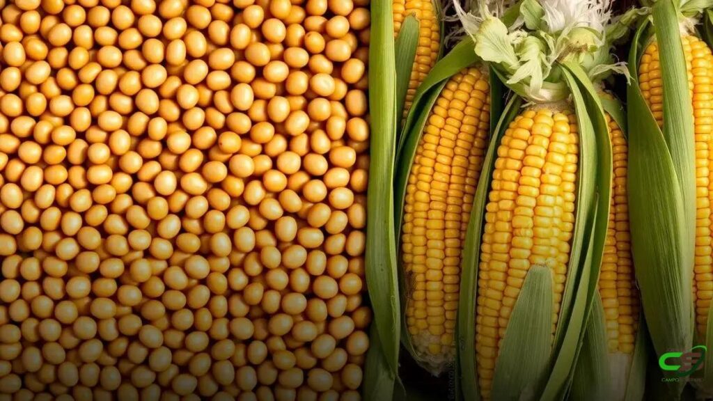 Soja em alta após avanços nas negociações comerciais impulsiona mercado, enquanto milho mantém estabilidade