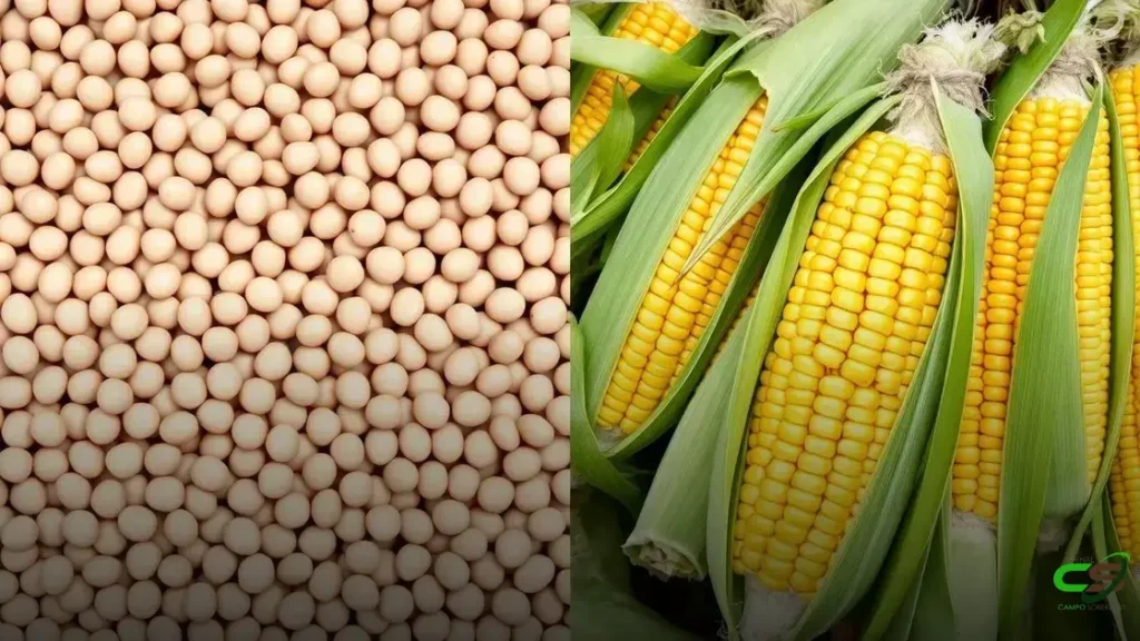 Soja em alta impulsionada por acordos comerciais; milho sofre com oferta interna