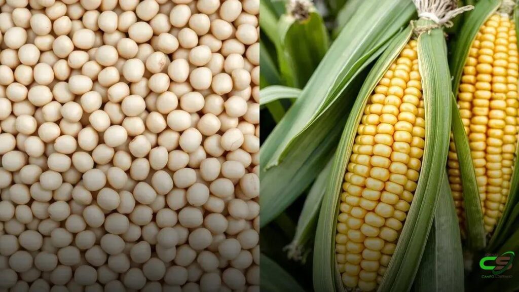 Soja sobe com otimismo na guerra comercial e milho enfrenta mercado lento
