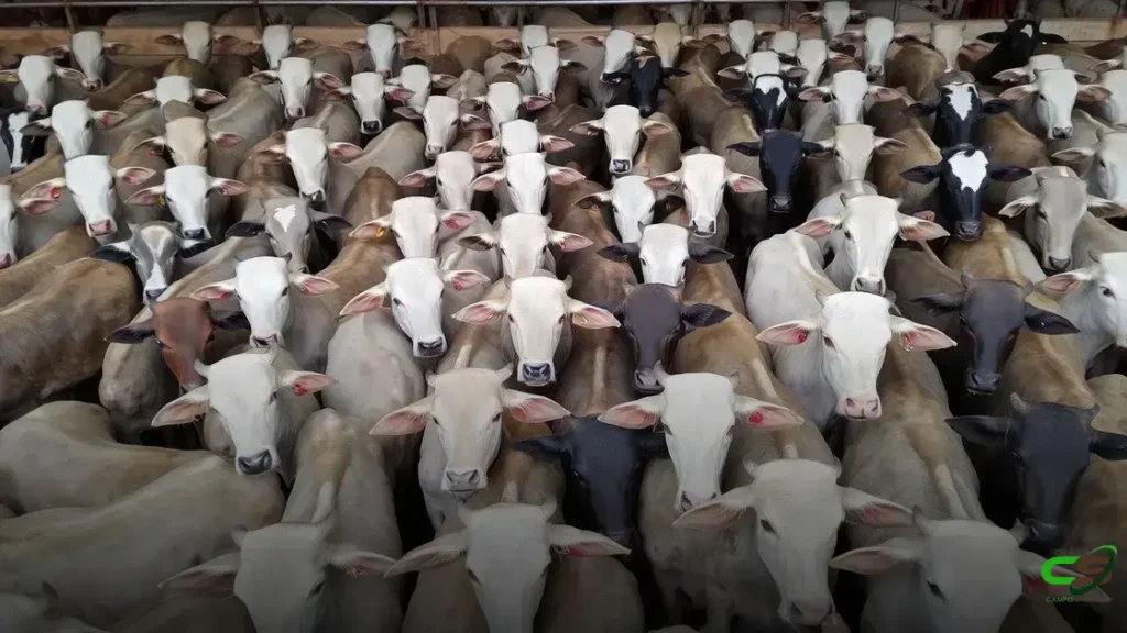 Trabalho de excelência na ILP e TIP impulsiona novilhada com bônus em MS