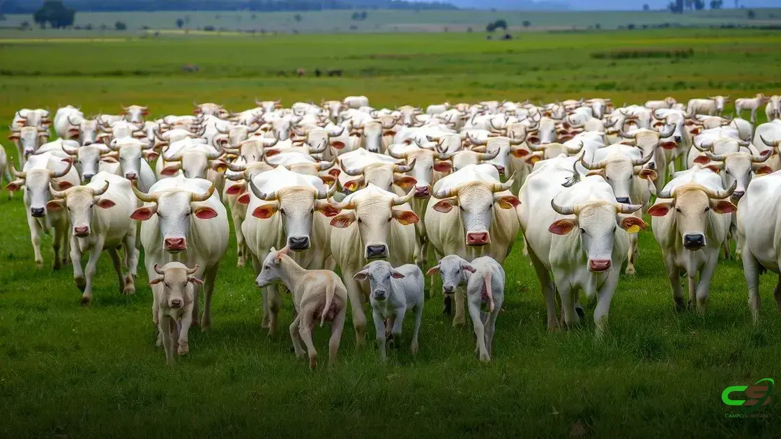 Troca de bezerros por boi gordo atinge menor patamar em 4 anos em maio