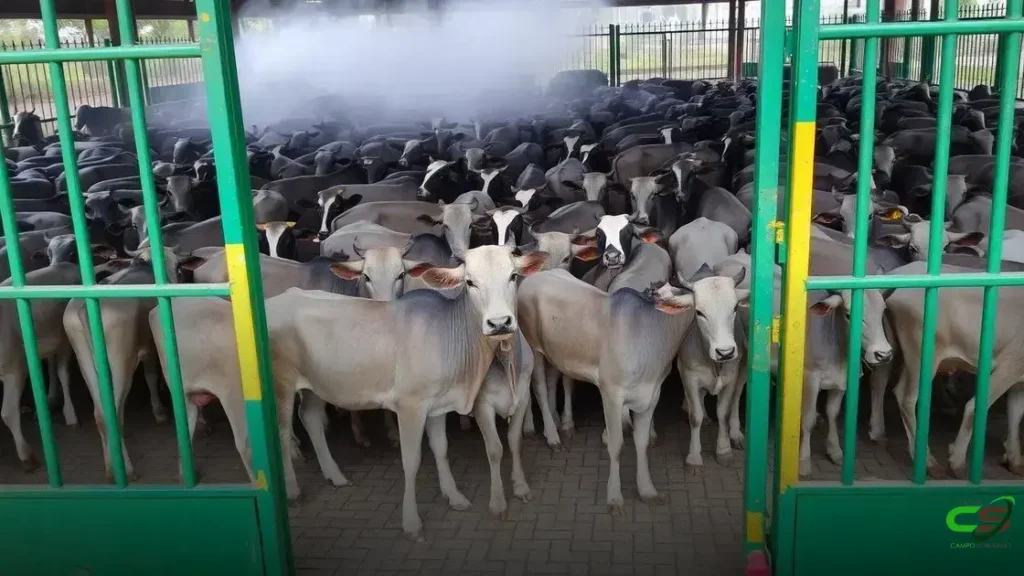 Abate de bovinos no Brasil registra recorde no 1° trimestre de 2025 4 Abate de bovinos no Brasil registra recorde no 1° trimestre de 2025