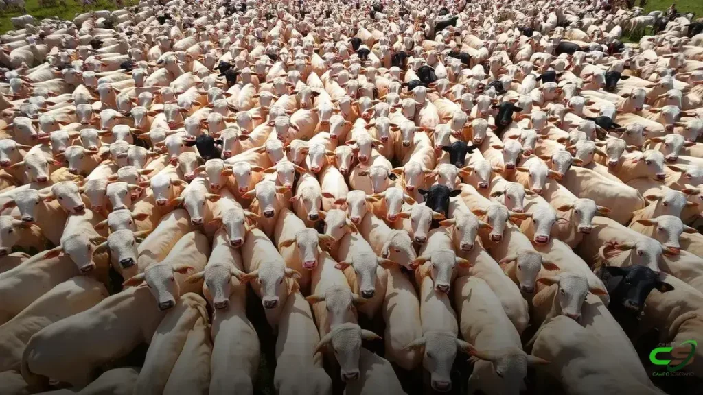 Arroba do Boi Gordo Cai Até 10% em Maio e Perspectivas para o Curto Prazo