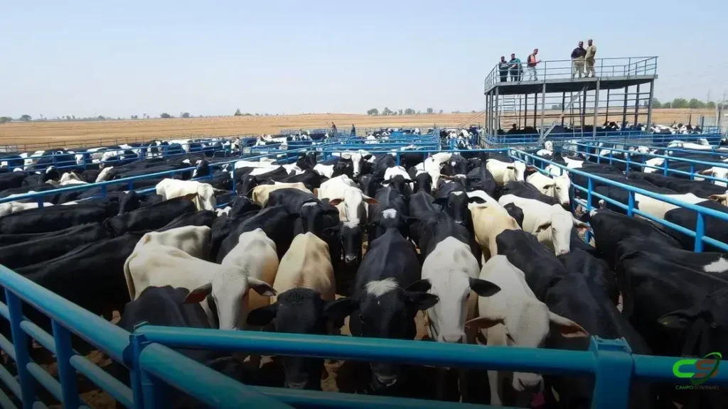 Baleias de Reposição e Alta do Boi Impulsionam Mercado Atual