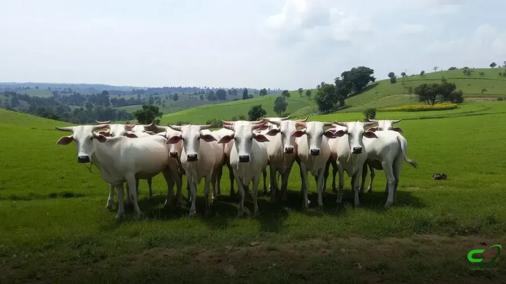 Bezerro: Como a recuperação de junho impacta o mercado e os dados atualizados