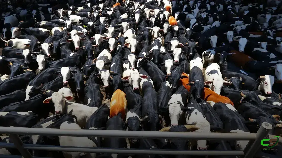 Boi Gordo em Alta: Oferta Restrita Estabiliza Preços e Indica Possível Reação do Mercado