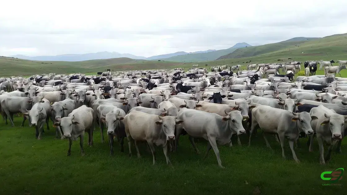 Boi Gordo Estável: Como a Demanda e Oferta Influenciam as Cotações de Junho