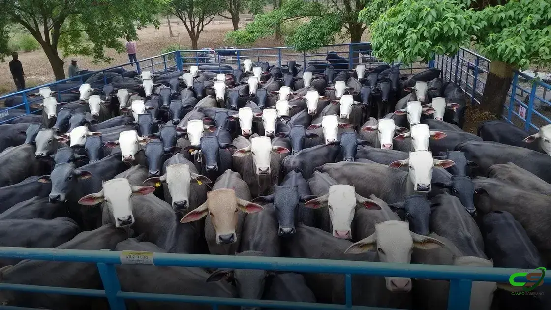 Boi Jovem Conquista Quase 21@ Com Produção Gradual e Baixo Custo