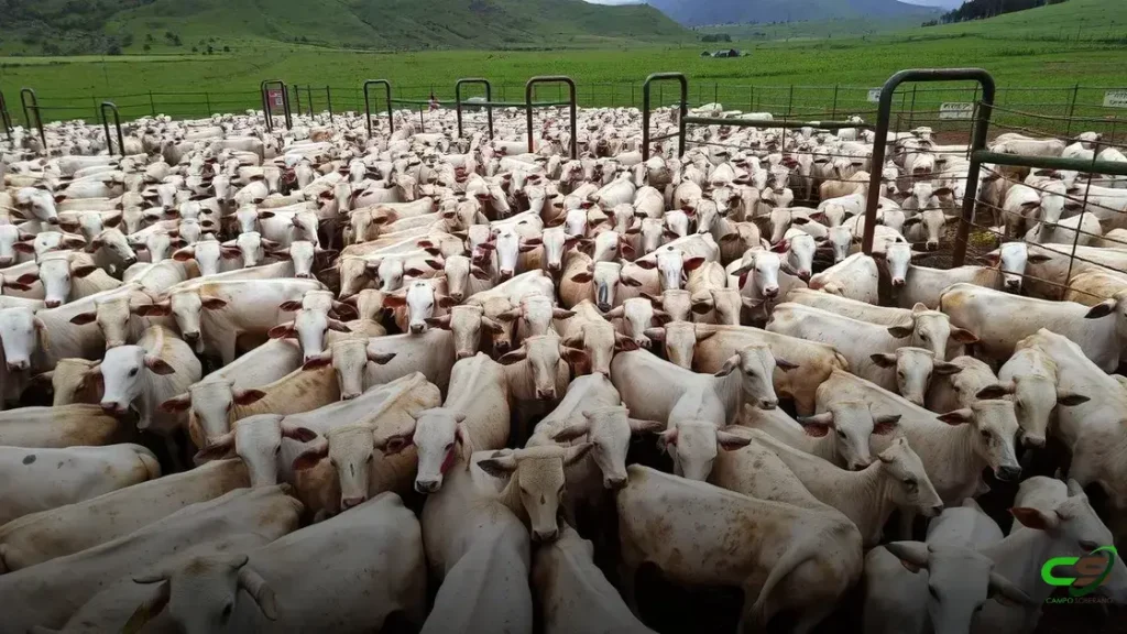 Boi Nelore de alta qualidade apresenta recorde de peso em MT