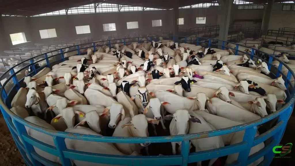 Boitel garante animais de 0 a 4 dentes para exportação com destaque no confinamento paulista