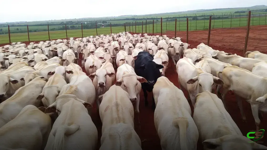 Clima gelado nas regiões de SP esfria negócios no mercado de reposição, diz analista da Scot