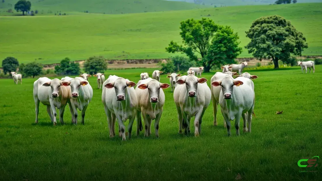 CNA promove levantamento de custos na pecuária de leite e corte em SC e BA
