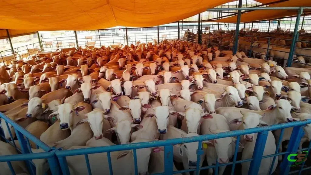 Colatina recebe a 3ª etapa nacional do Circuito Nelore de Qualidade