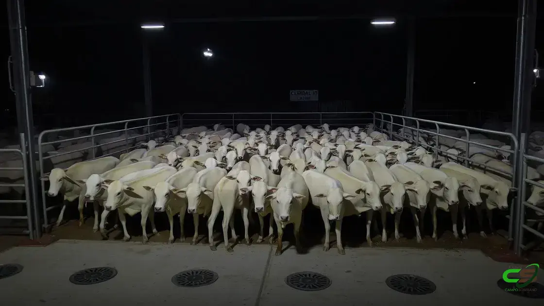 Colatina recebe a 3ª etapa nacional do Circuito Nelore de Qualidade