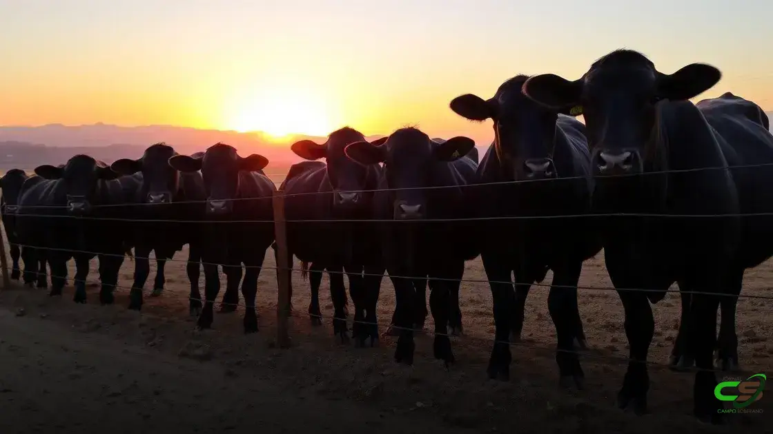 Exportação de Carne Bovina para o Canadá: Requisitos e Novidades