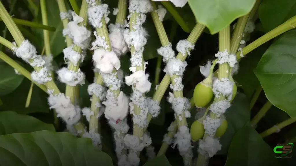 Fungos: a inovação natural no combate ao mofo-branco na soja