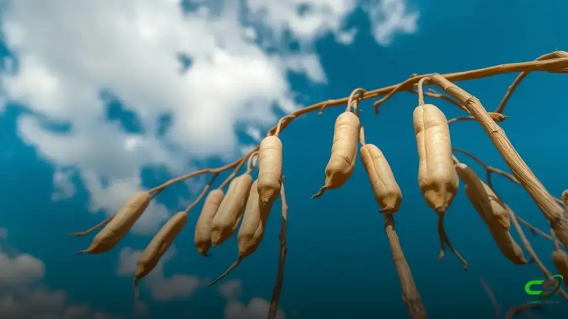 Mercado da soja: crescimento impulsionado por prêmios elevados e demanda forte