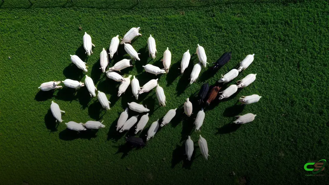 Mercado do Boi Gordo: Tendências e Impactos no Pecuário 2025