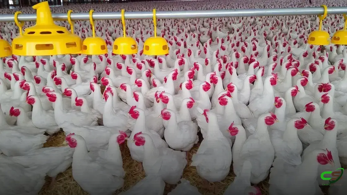 Mexicano reduz restrições à carne de frango brasileira após foco de influenza