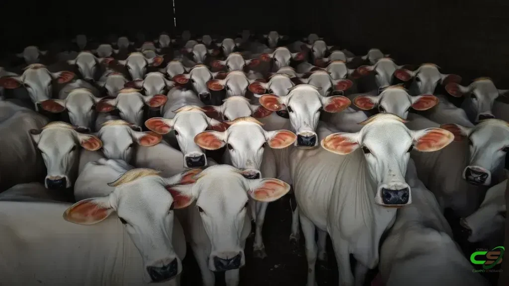 Novilhada de qualidade valoriza o padrão de carne em MS