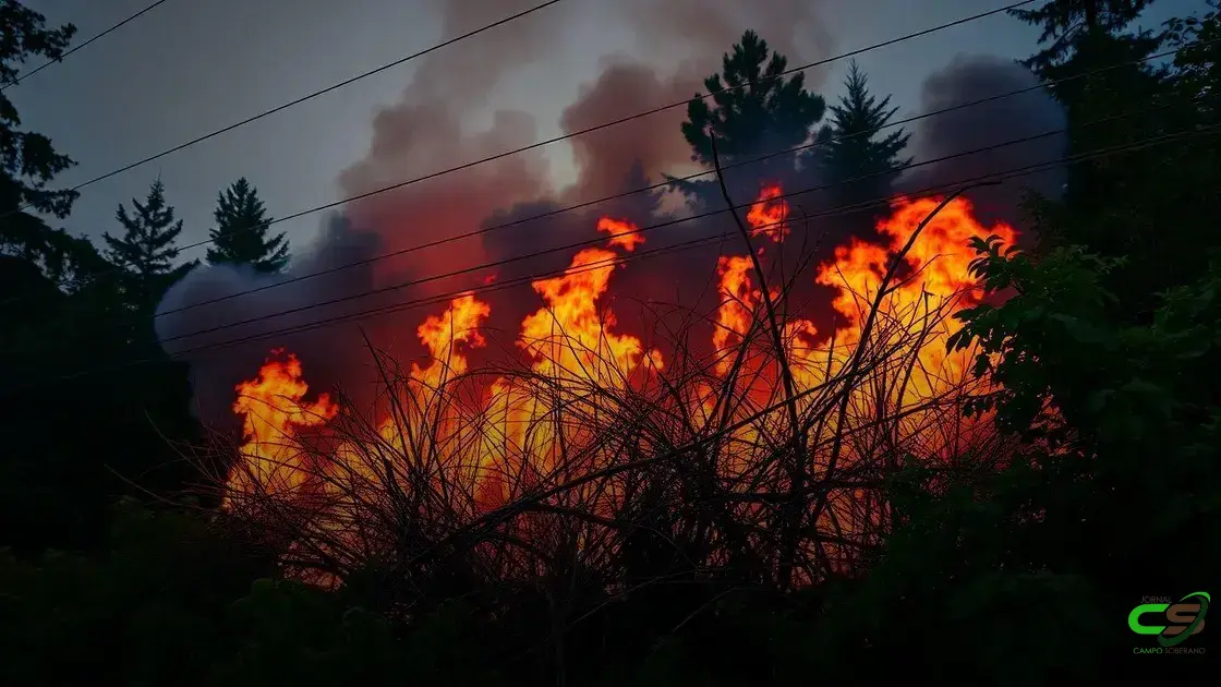 Pecuarista de Rondônia turbina a engorda de novilhas Nelore na TIP