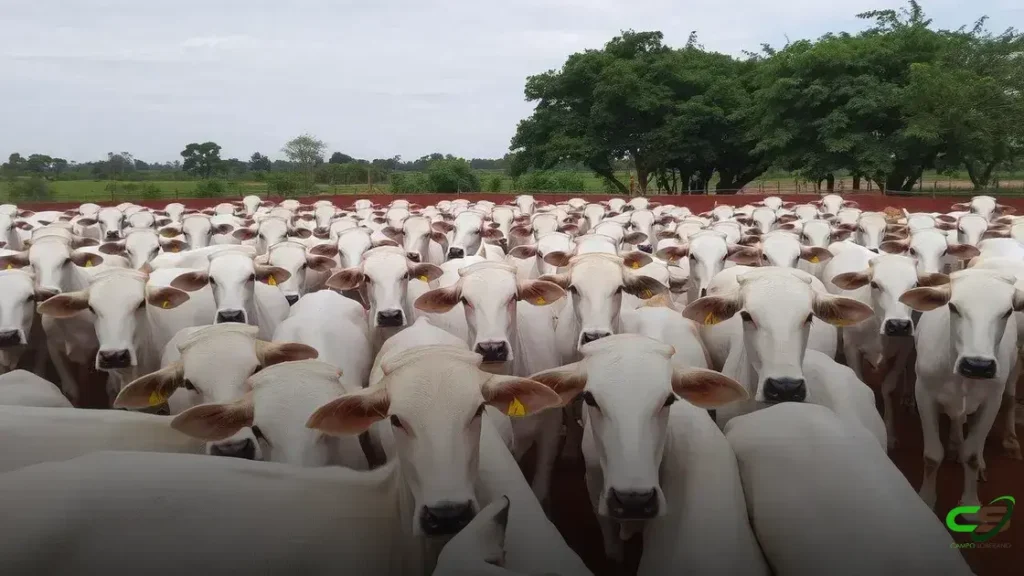 Preços do boi: como o mercado impulsiona valores e exportações