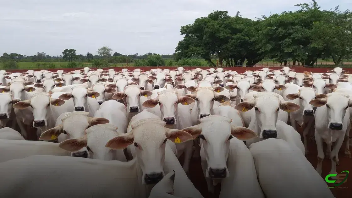 Preços do boi: como o mercado impulsiona valores e exportações