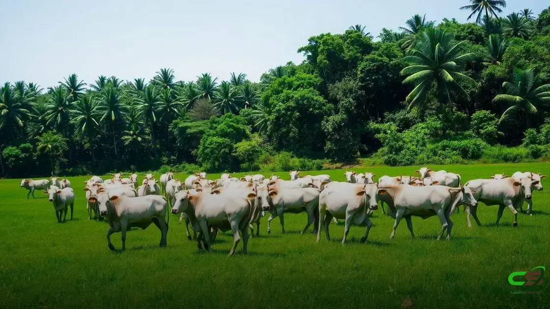 Preços do Boi Gordo sobem com forte viés de alta e otimismo no mercado